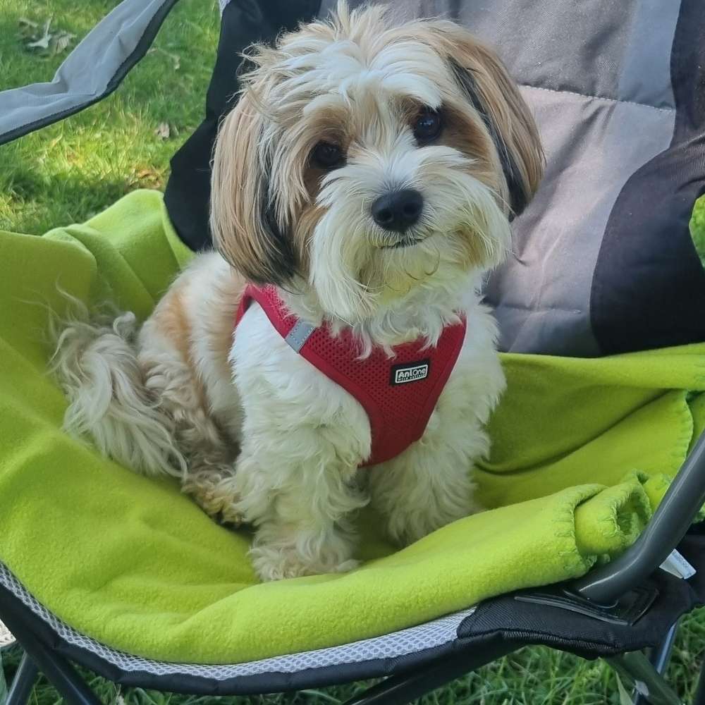 Hundetreffen-Spaziergang Fennpfuhl Park-Profilbild