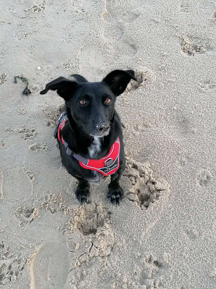 Hundetreffen-Gemütliches Gassi gehen-Profilbild