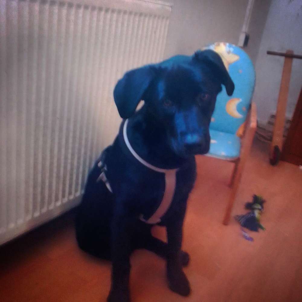 Hundetreffen-Treffen am Thekla see-Profilbild