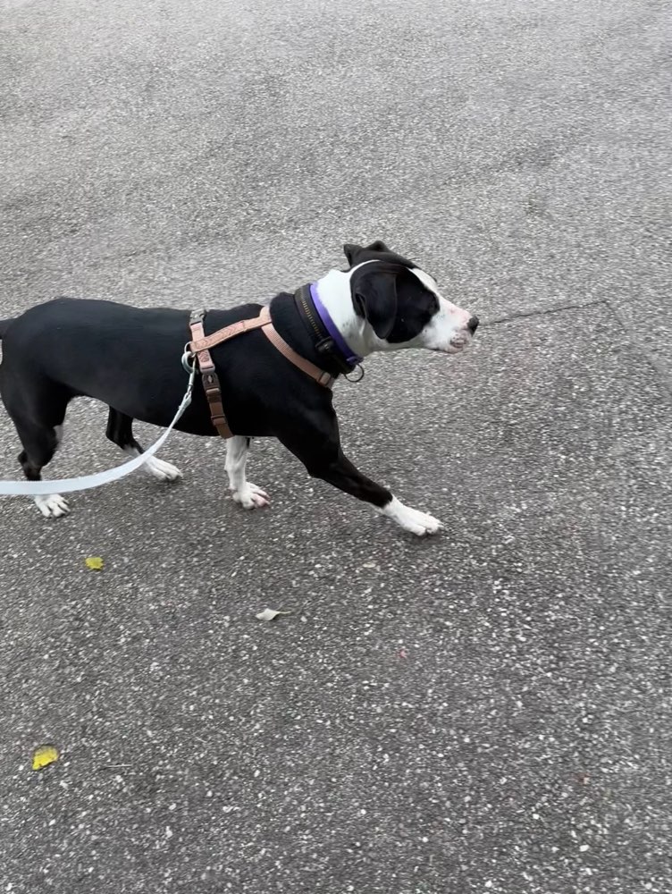 Hundetreffen-Spaziergang (+ Training)-Profilbild