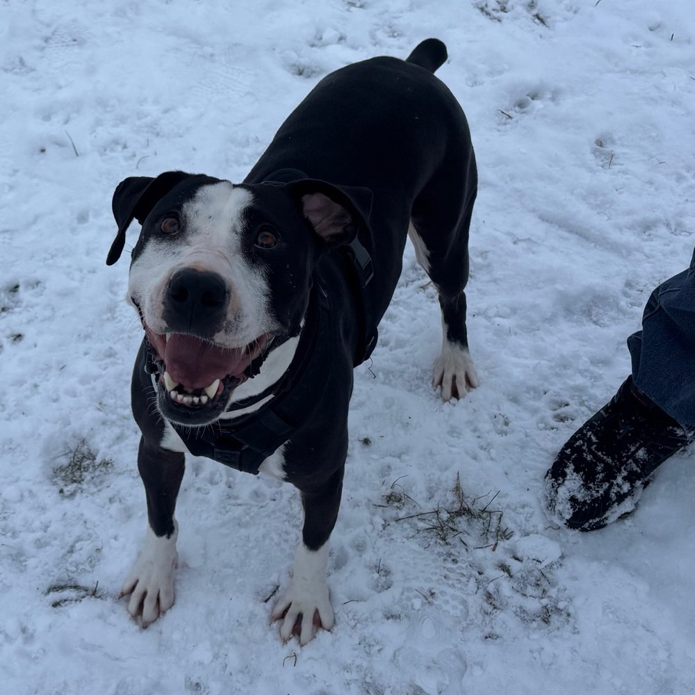 Hundetreffen-Treffen im Hundefreilauf-Profilbild