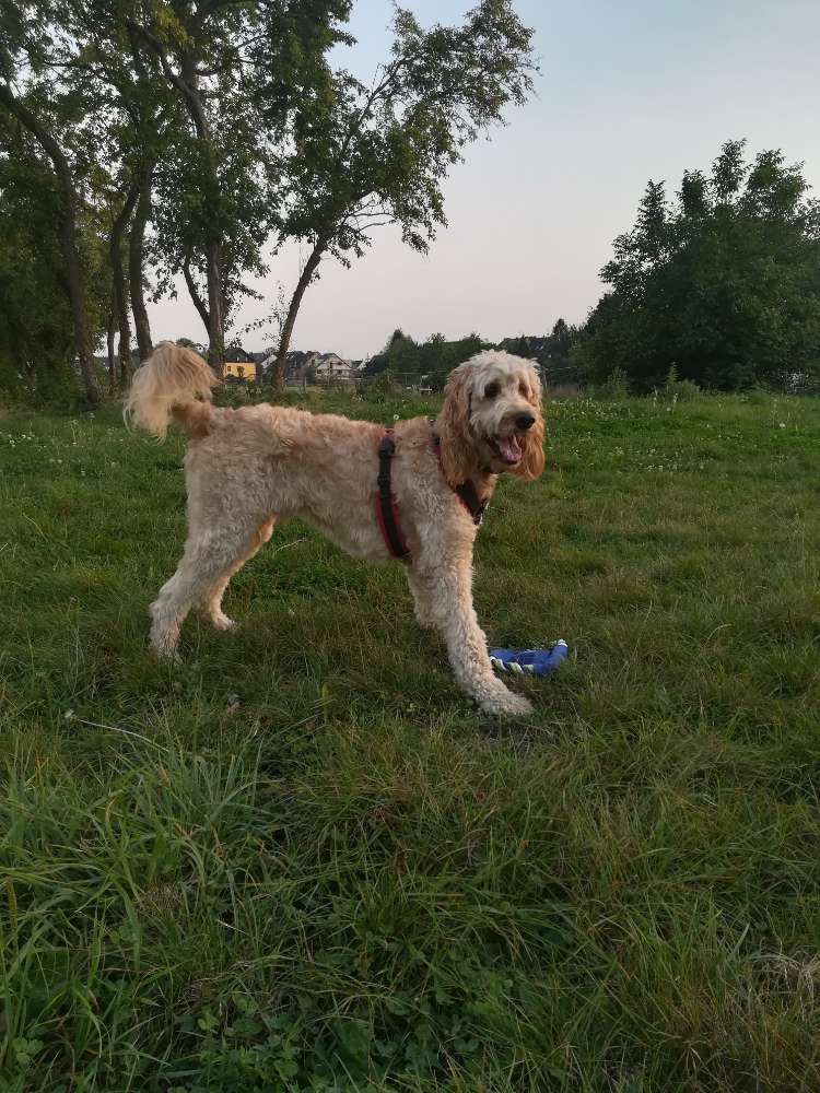 Hundetreffen-Hundefreund zum Spazieren und Spielen gesucht-Profilbild