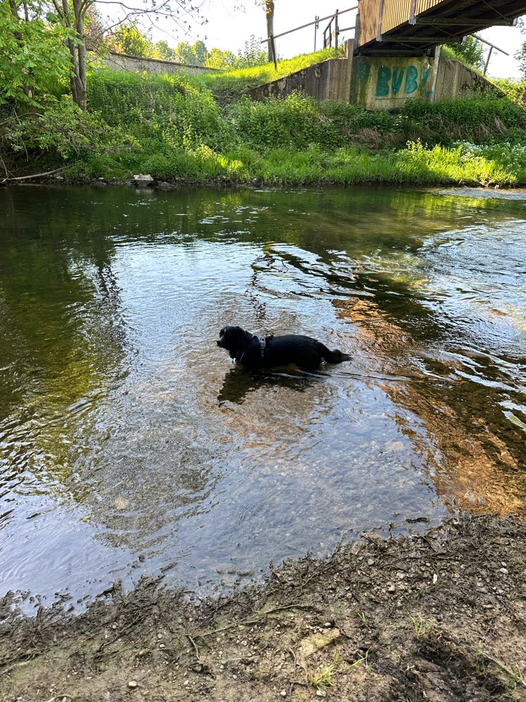 Hundetreffen-Athina sucht Freunde für Gassirunden-Profilbild