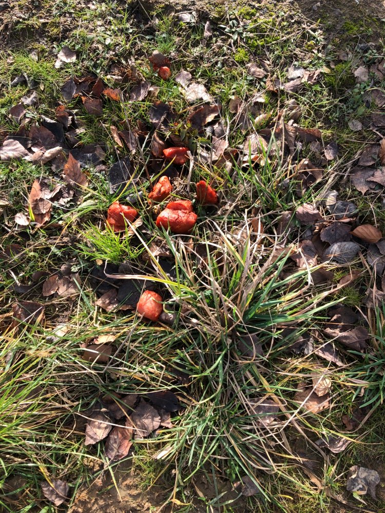 Giftköder-Evtl Giftköder-Profilbild