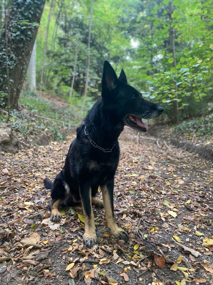 Hundetreffen-Social Walk in Oberachern-Profilbild