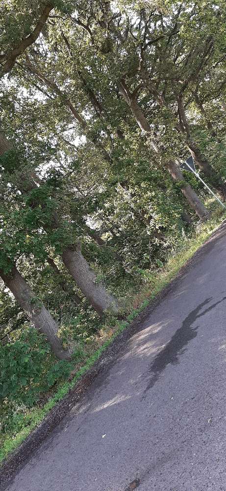 Giftköder-Eichen-Prozessionspinner-Profilbild