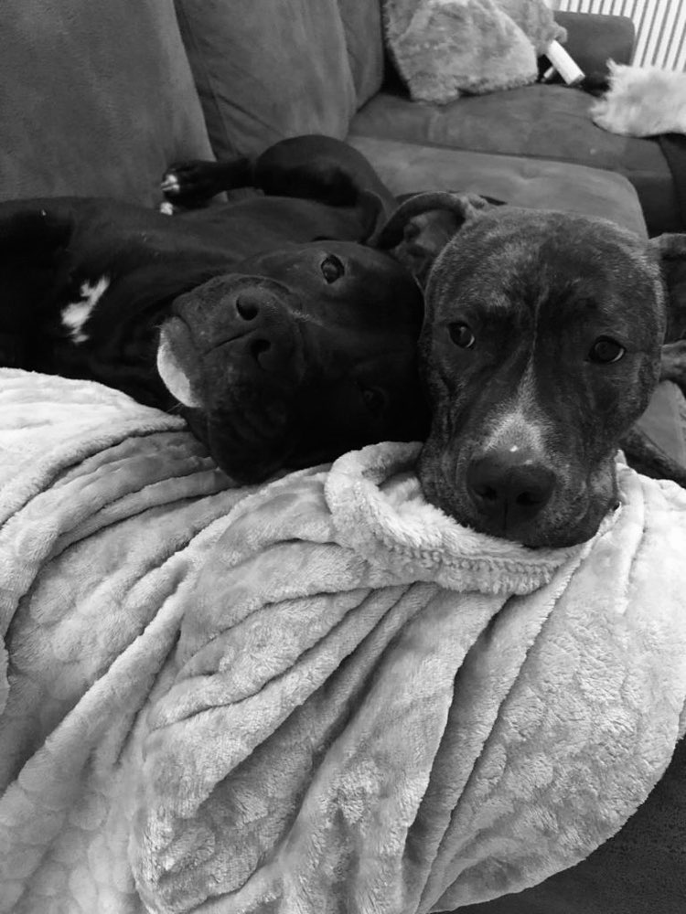 Hundetreffen-Spielkameraden gesucht! 😊-Profilbild