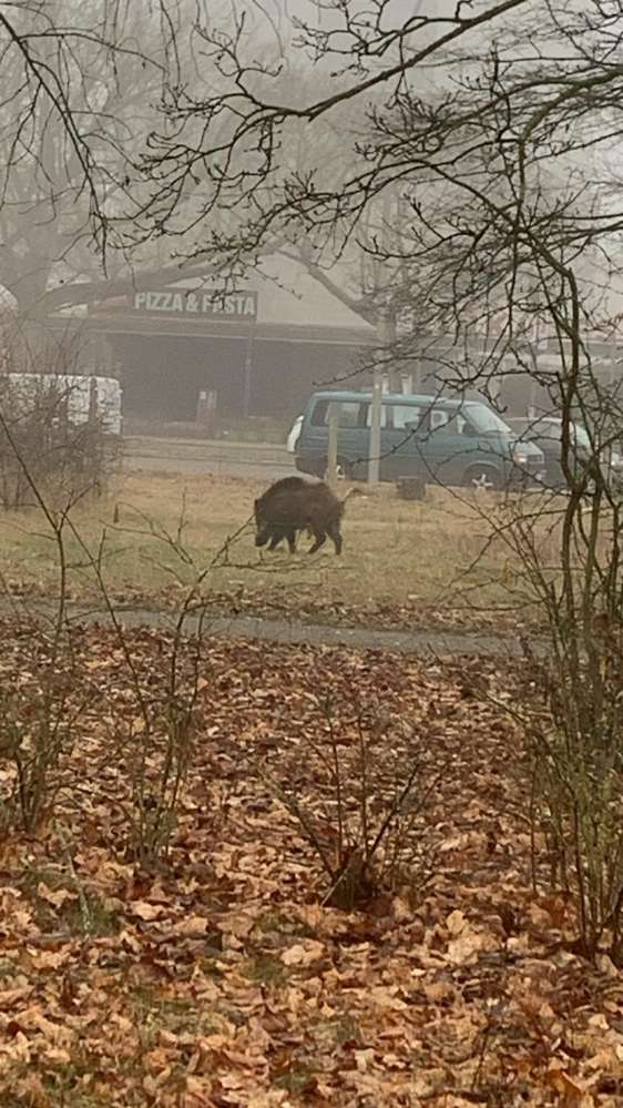 Giftköder-Wildschwein on tour-Profilbild