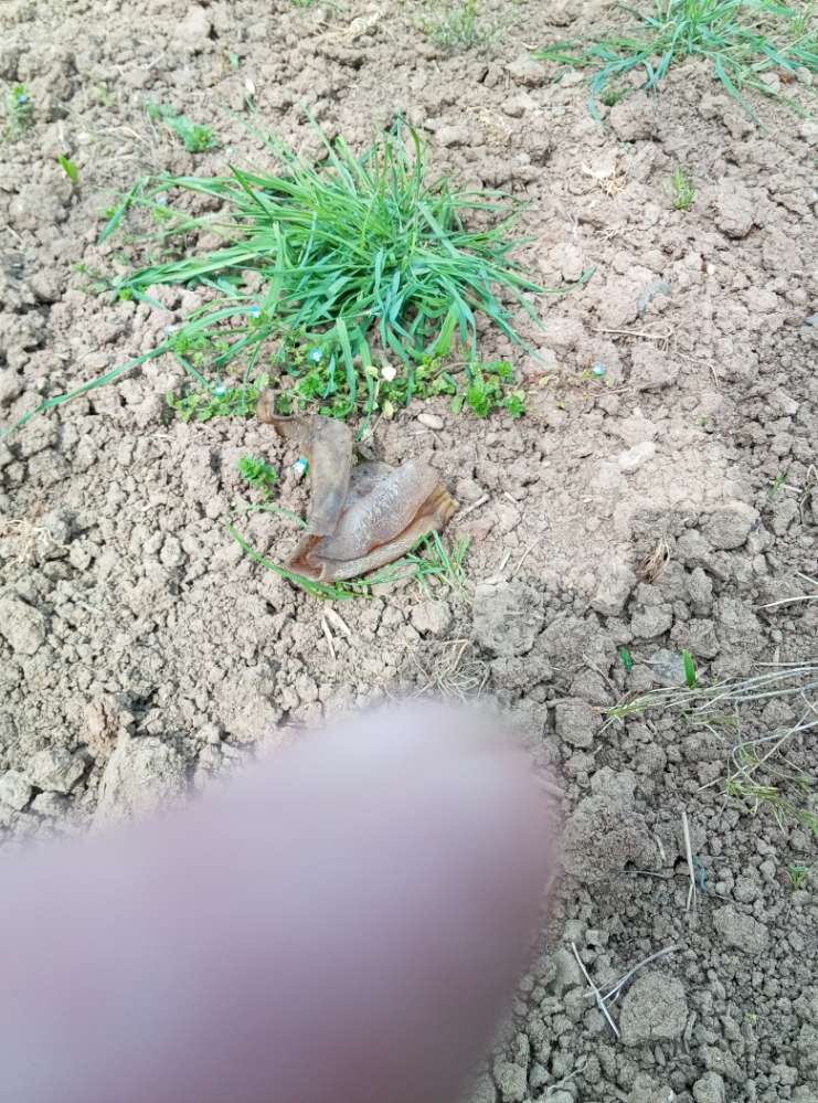 Giftköder-Giftkoeder ?-Profilbild