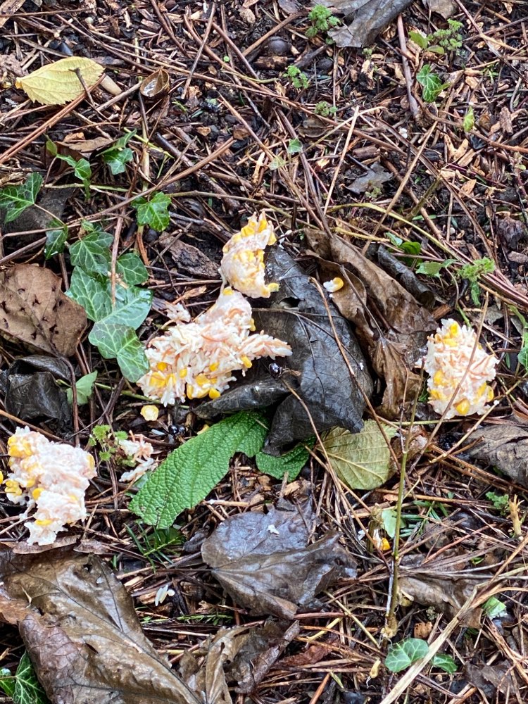 Giftköder-Ausgelegter Reis mit eventuellem Gift-Profilbild