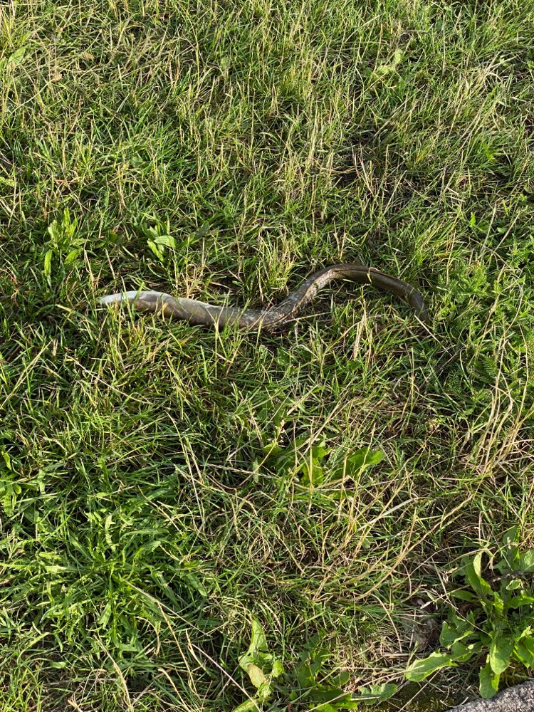 Giftköder-Toter Aal-Profilbild