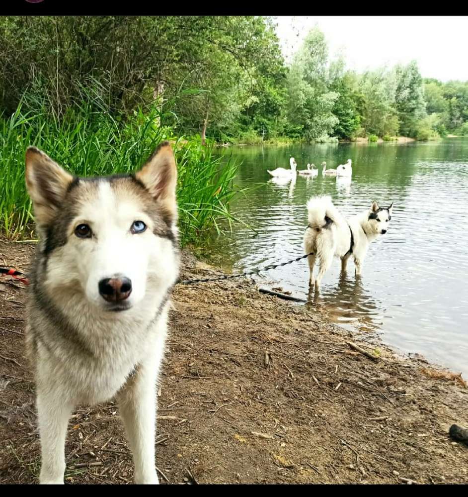 Hundetreffen-Huskytreffen Köln Mülheim-Profilbild