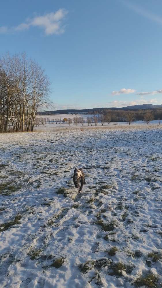 Hundetreffen-Spielrunde oder Gassirunde um Waltershausen-Profilbild