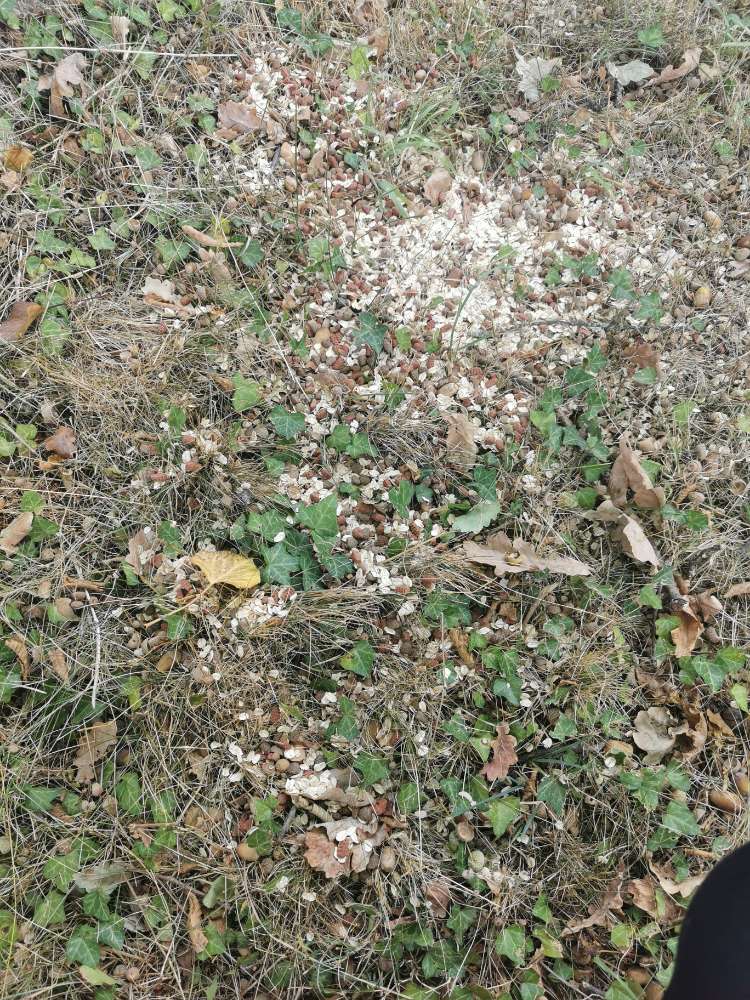 Giftköder-evtl Giftköder, Futter ausgelegt-Profilbild