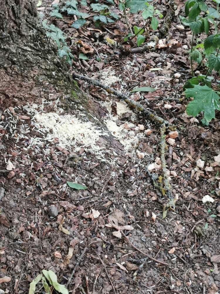 Giftköder-vermutlich Giftköder-Profilbild