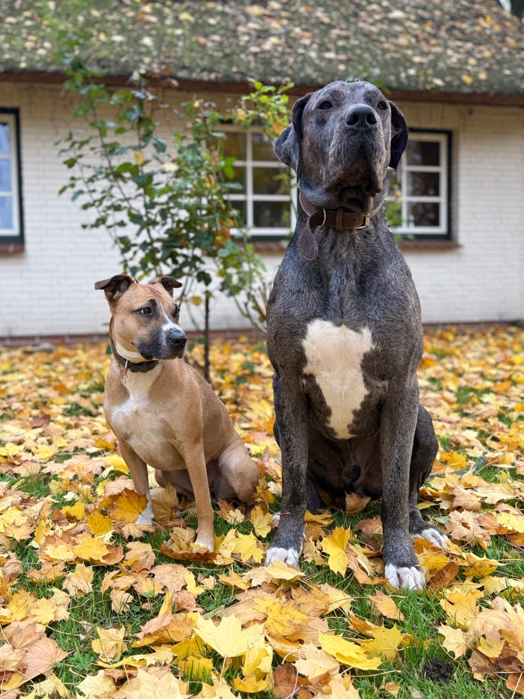 Hundetreffen-Weihnachtskeks ablaufen-Profilbild