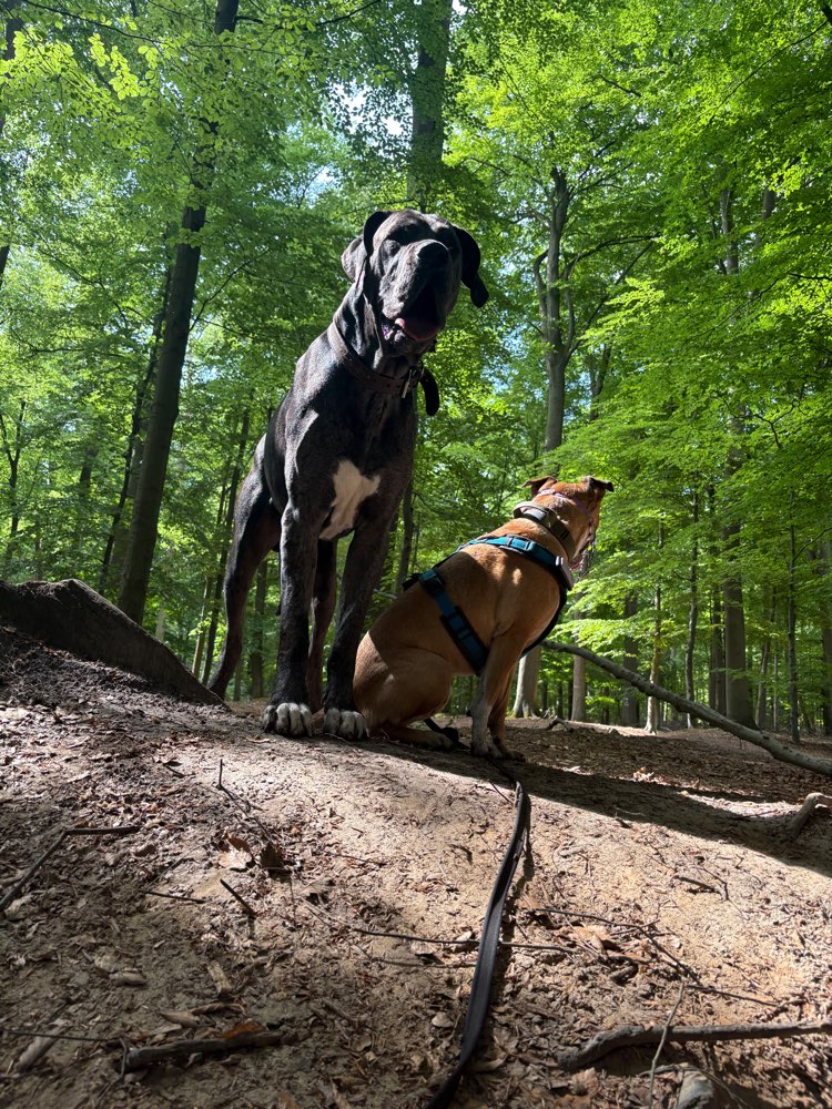 Hundetreffen-Hundespaziergang in Heist-Profilbild