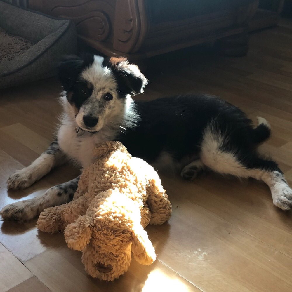 Hundetreffen-Welpentreff Fleestedt/Umgebung-Profilbild