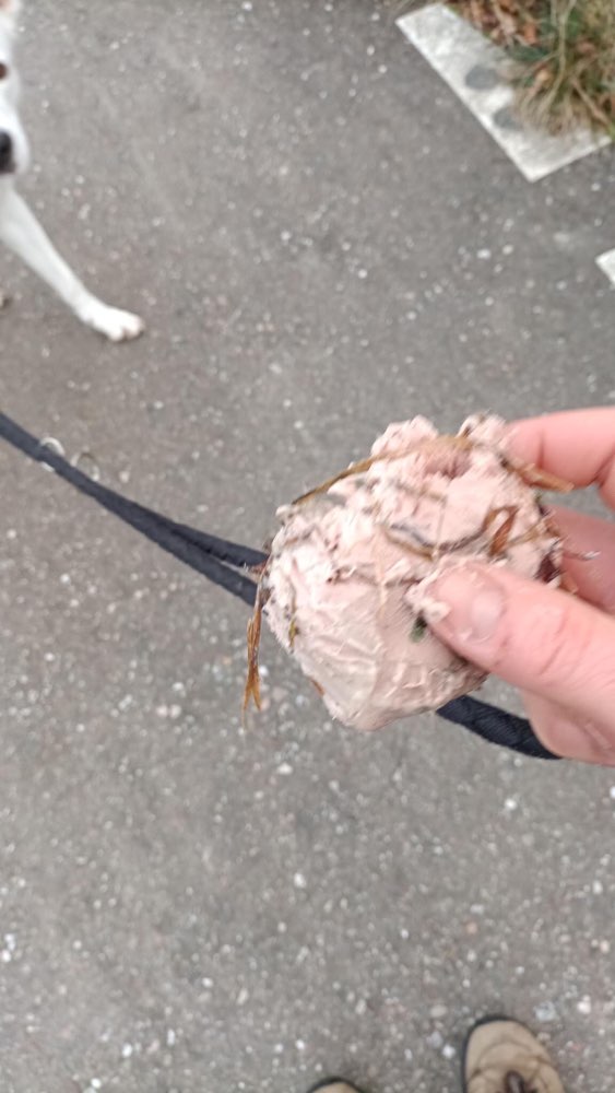 Giftköder-Mutmaßlicher Giftköder entdeckt-Profilbild