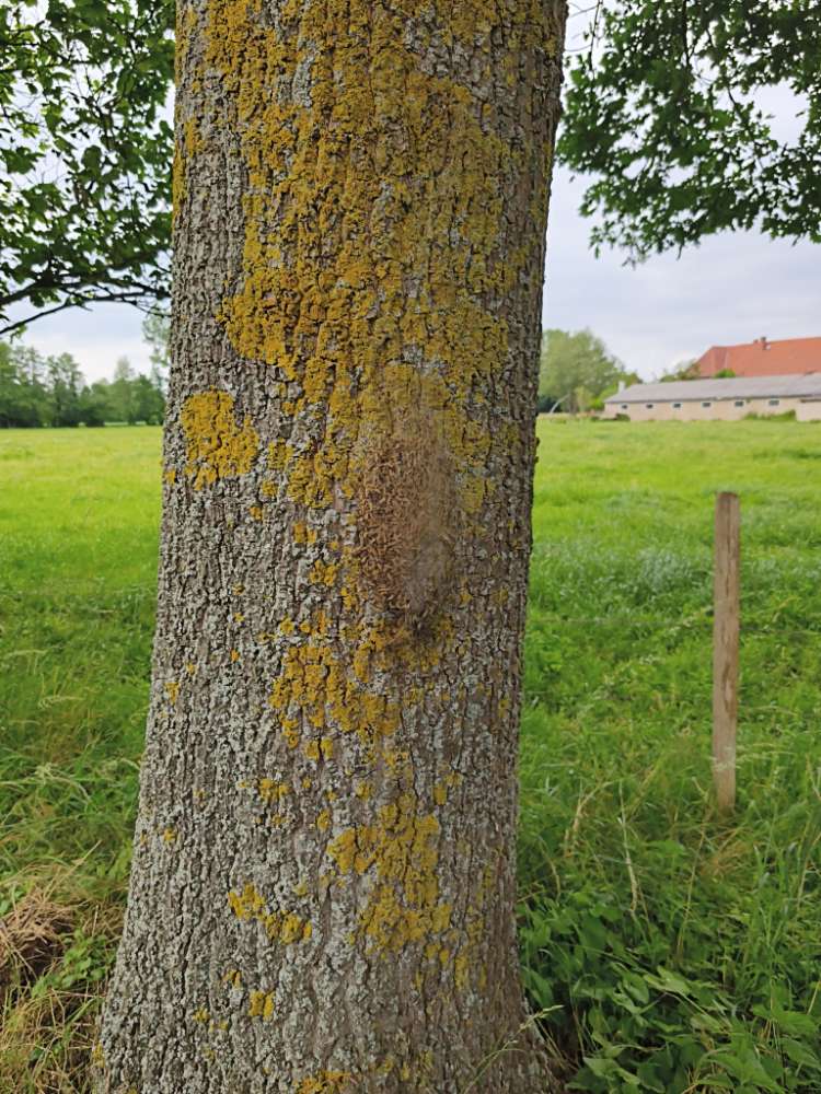 Giftköder-Eichenprozessionsspinner-Profilbild
