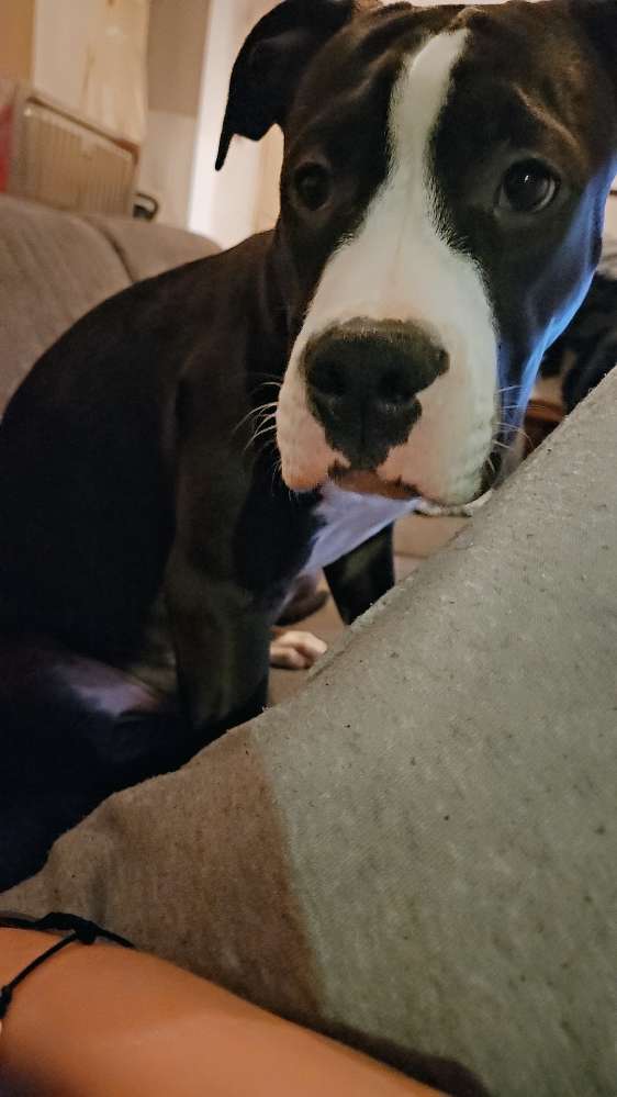 Hundetreffen-Spielpartner gesicht-Profilbild