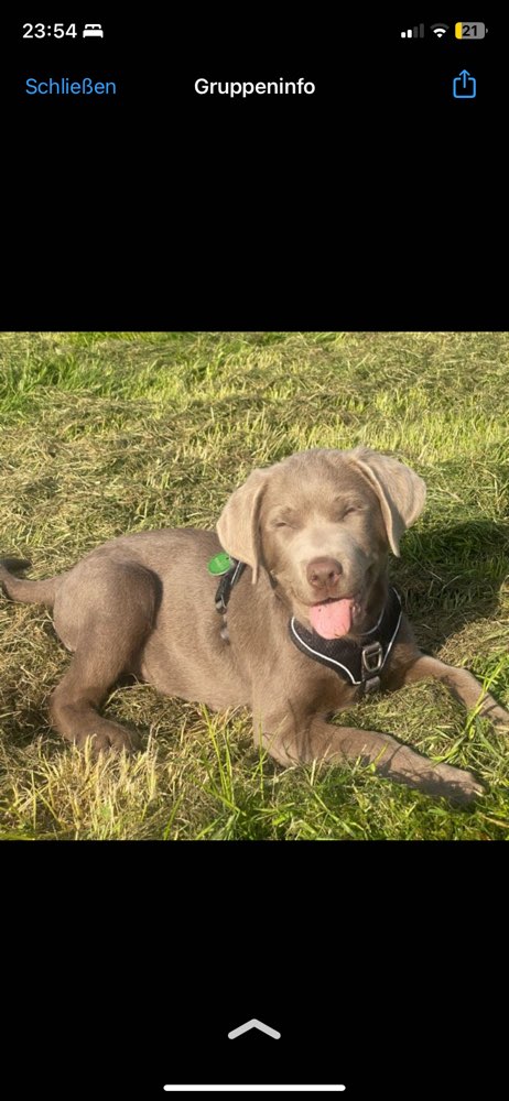 Hundetreffen-Hund zu einsam?-Profilbild