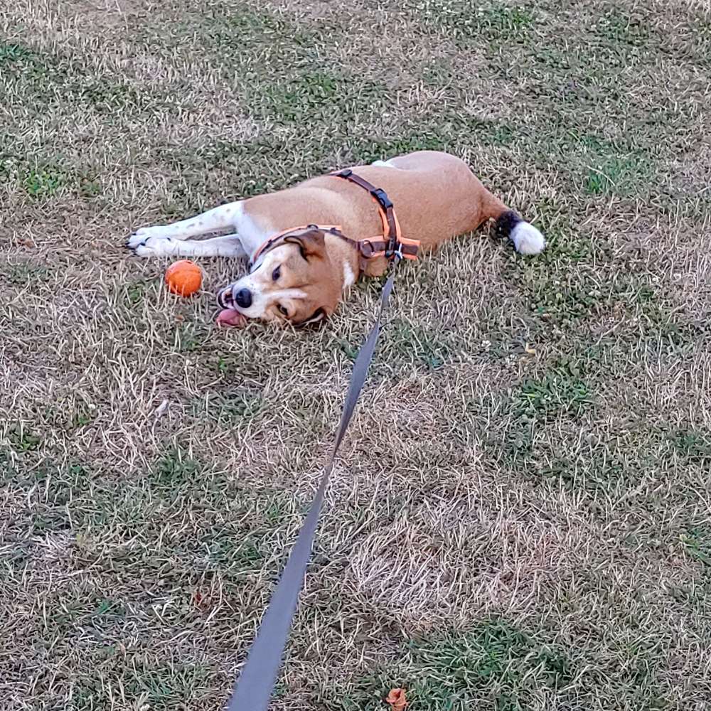 Hundetreffen-Gassirunden u/o zum Spielen-Profilbild