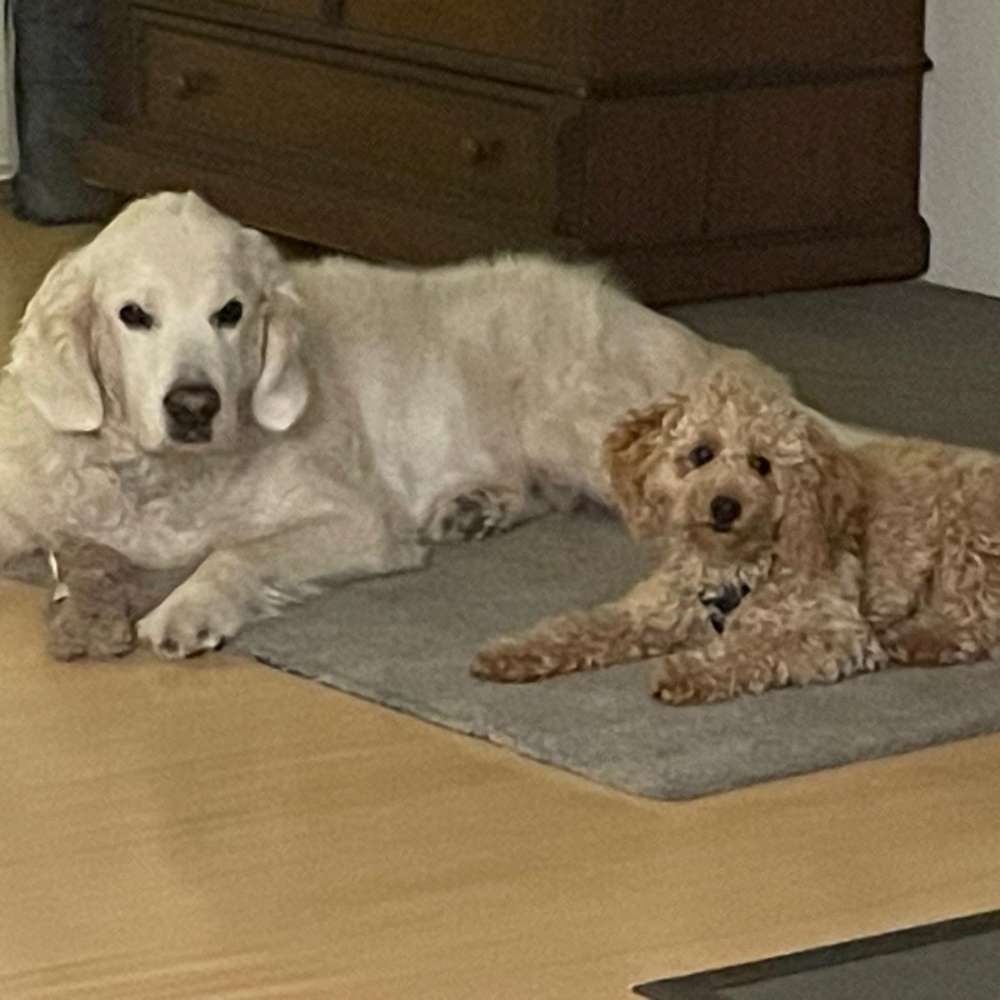 Hundetreffen-Hundetreffen !-Profilbild