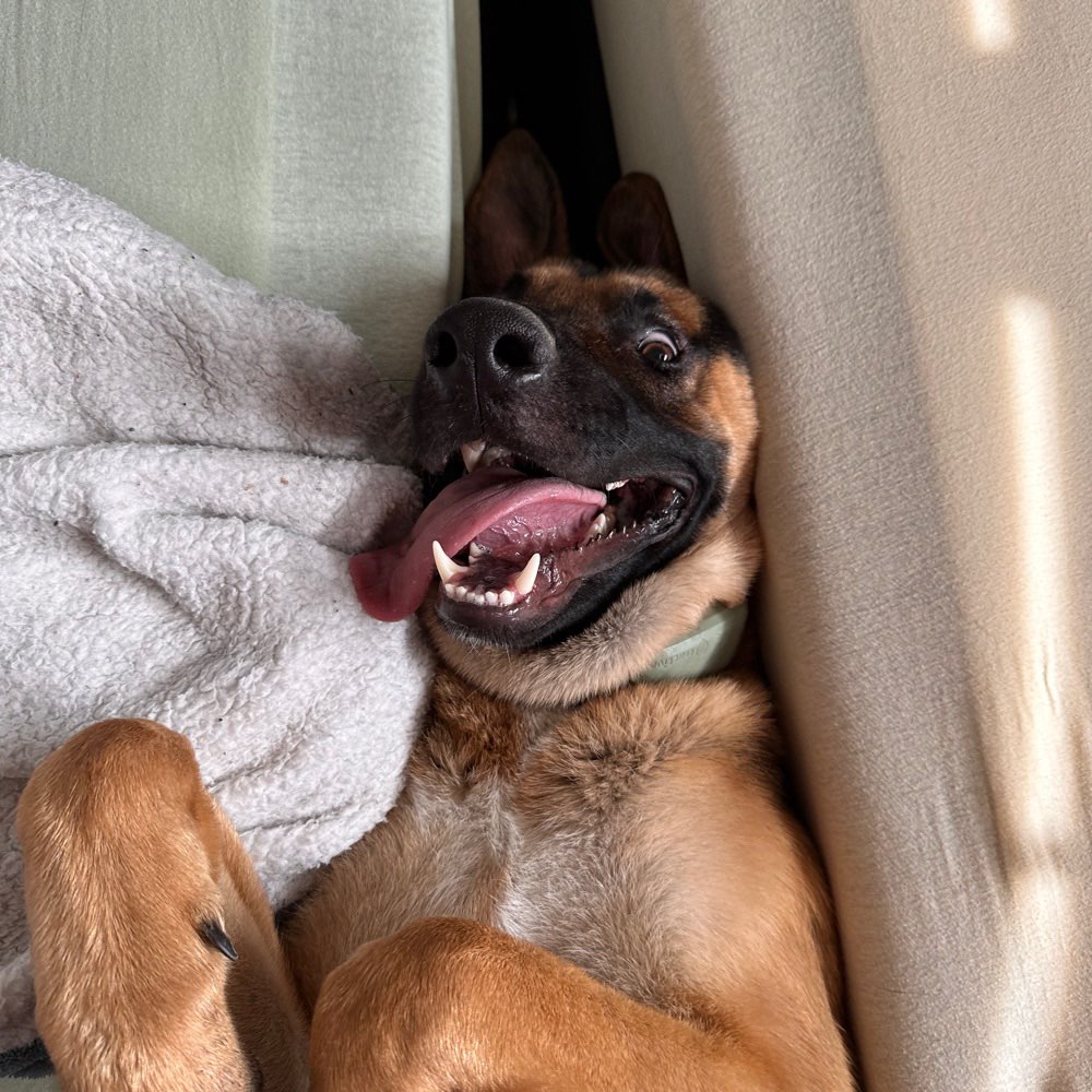 Hundetreffen-Hundebegegnungen / Gassirunde-Profilbild