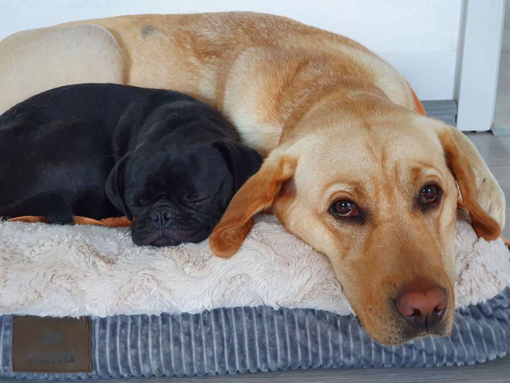 Hundetreffen-Gelegentliche gemeinsame Gassirunden-Profilbild