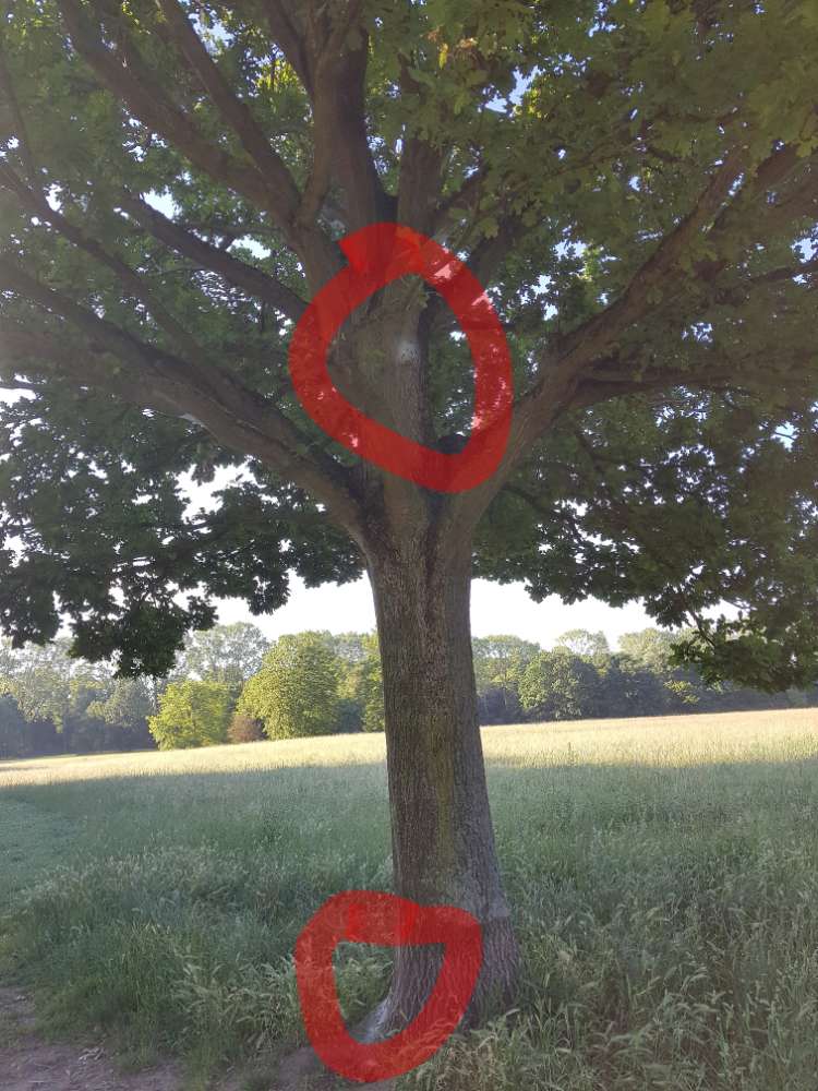 Giftköder-Eichenprozessionsspinner-Profilbild