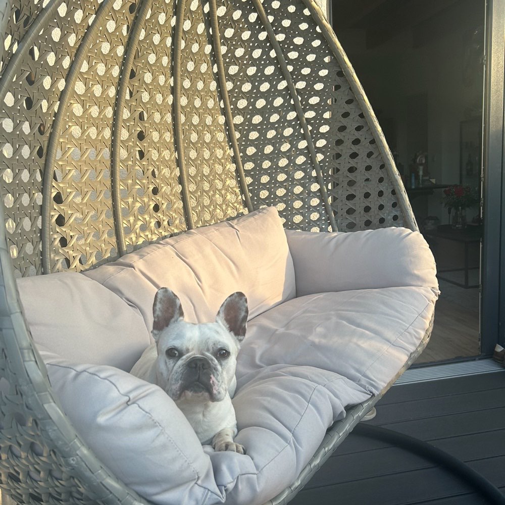 Hundetreffen-Neue Hunde kennenlernen-Profilbild