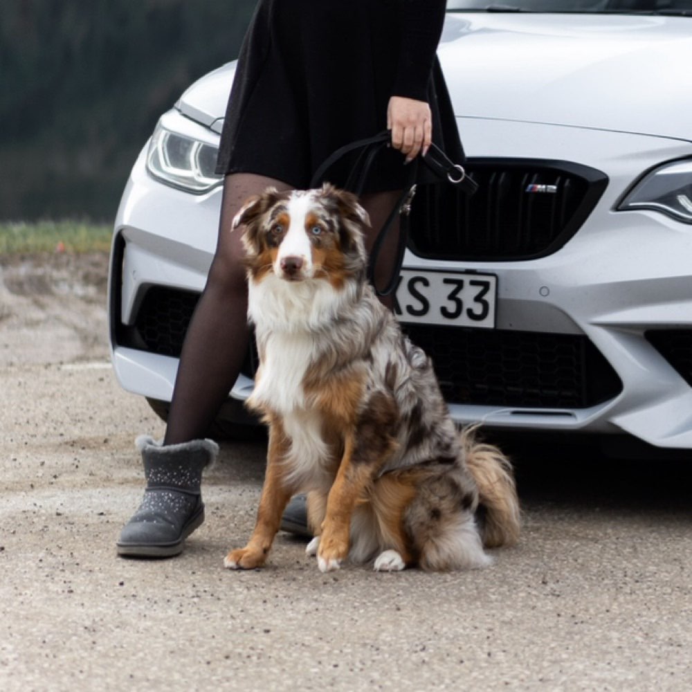 Hundetreffen-Spielen/ Spielrunde-Profilbild