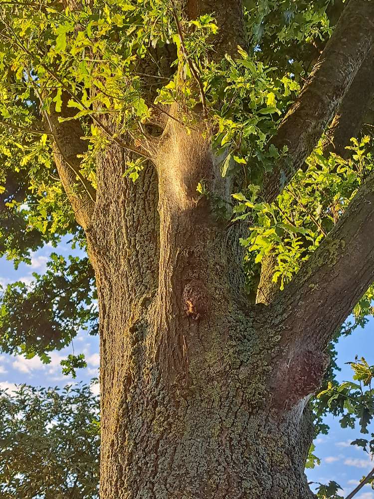 Giftköder-Eichenprozessionsspinner-Profilbild