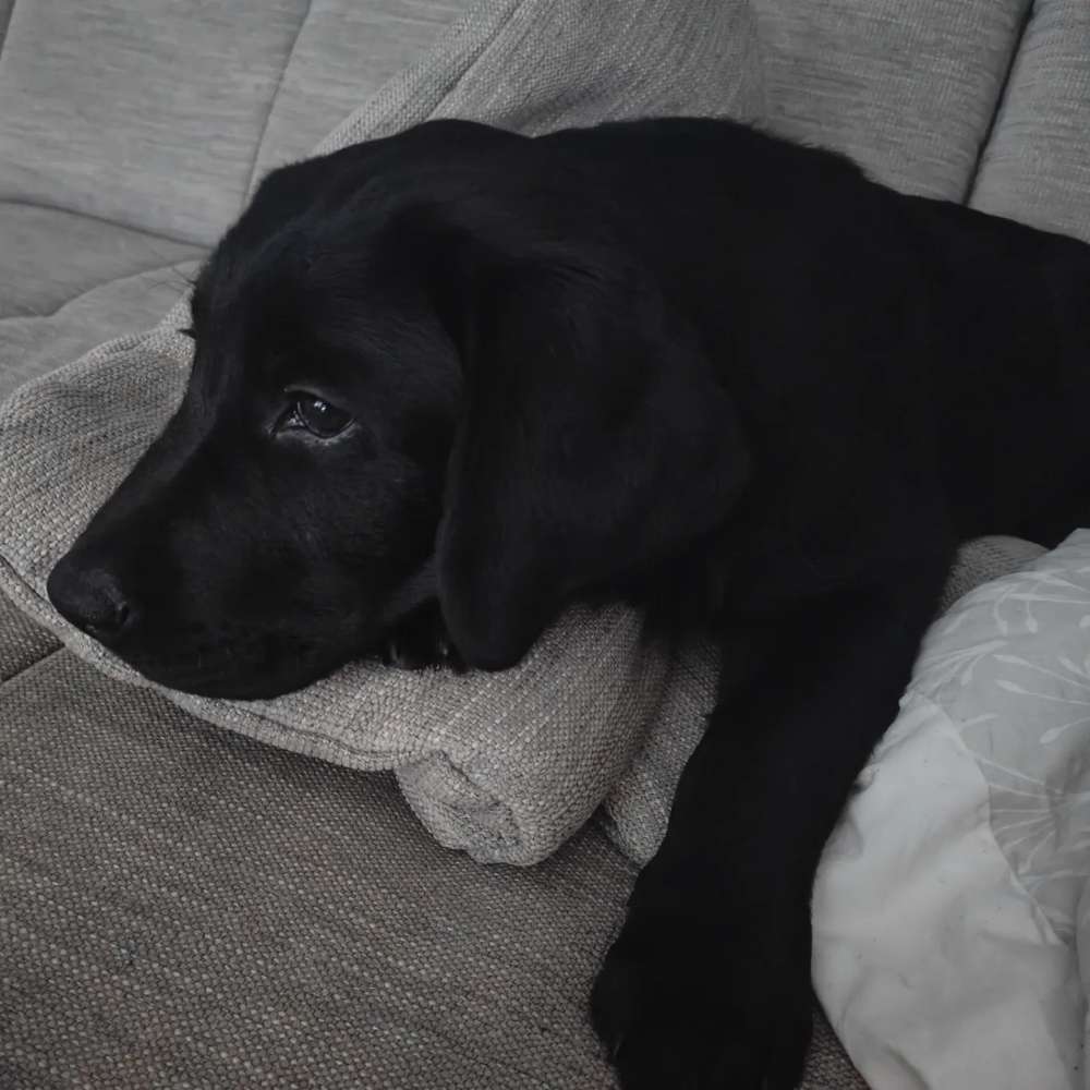 Hundetreffen-Welpentreffen - Spielen-Profilbild