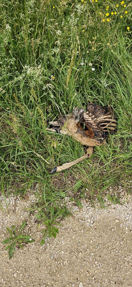 Giftköder-Tierkadaver-Profilbild