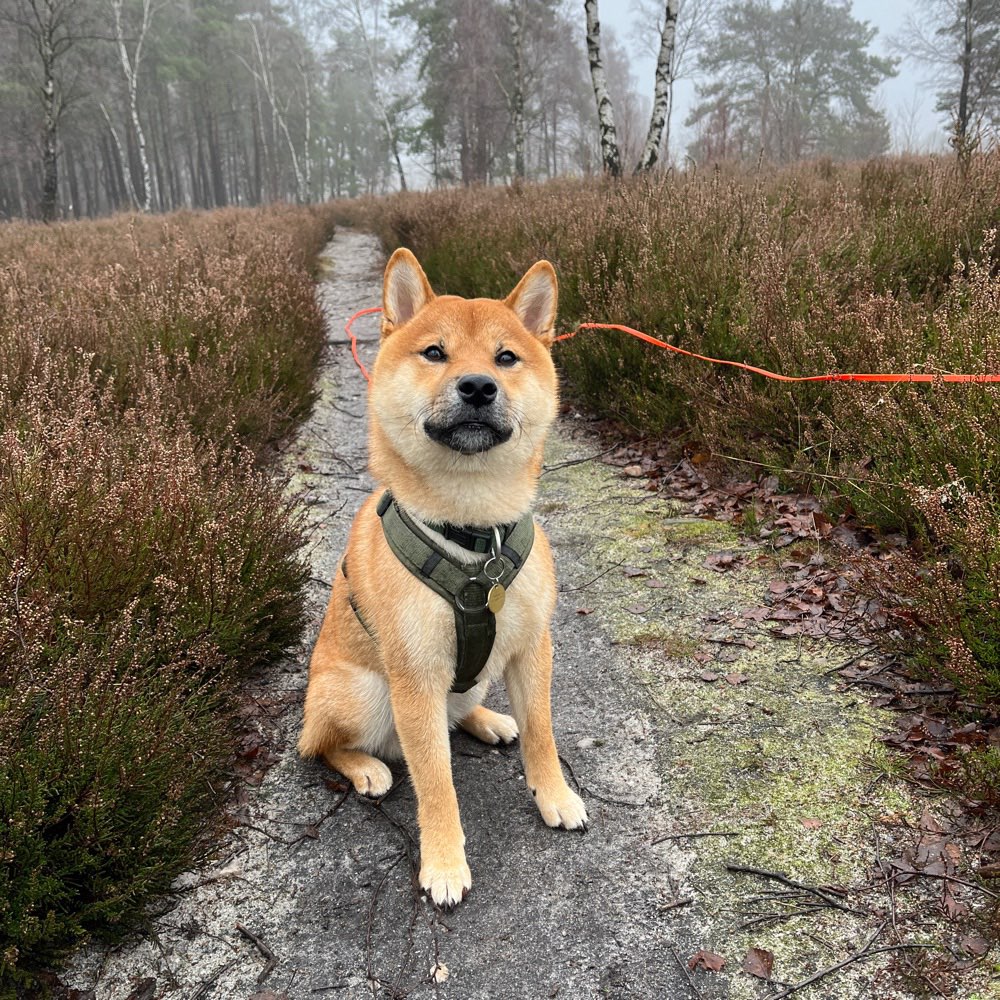 Hundetreffen-Hundekumpel gesucht/ Partner für Spaziergänge-Profilbild