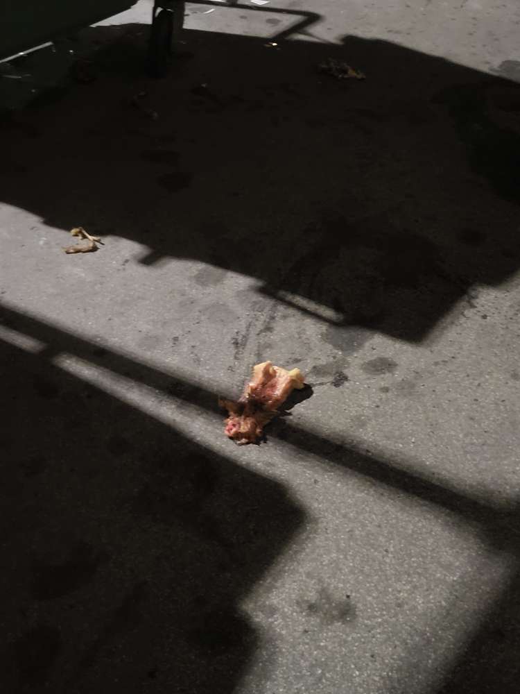 Giftköder-Rohes Huhn vor Mülltrenncontainern-Profilbild