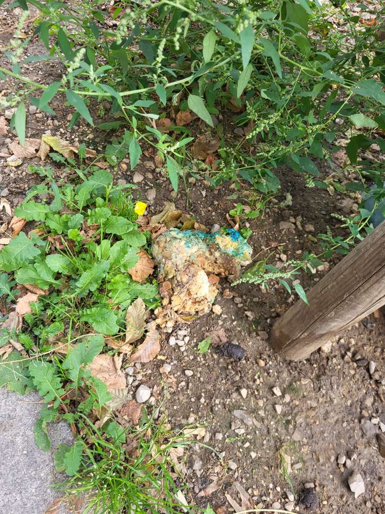 Giftköder-Vermutl. Giftköder-Profilbild