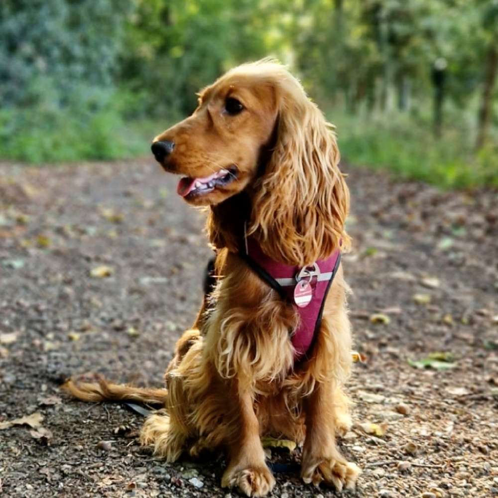 Hundetreffen-Spiel- oder Trainingsrunde-Profilbild