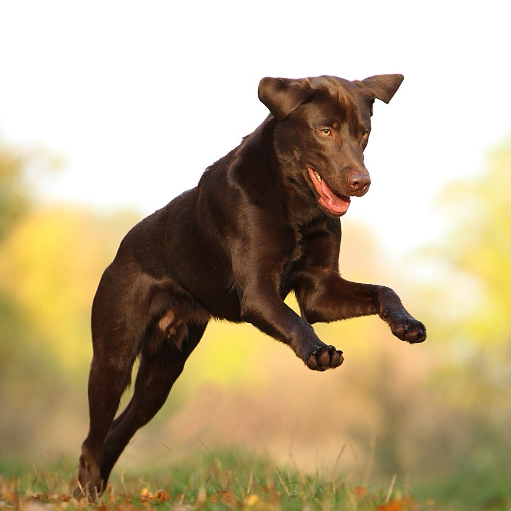 Hundetreffen-Spieltreff und Gassirunden-Profilbild