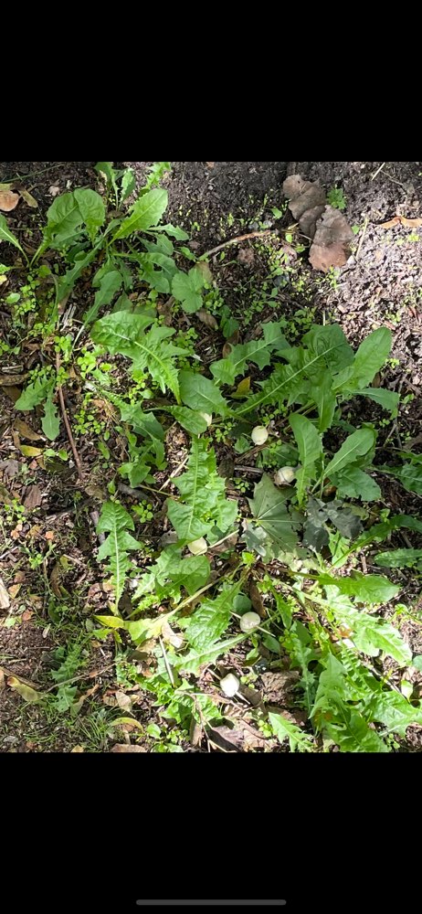 Giftköder-Zahnstocher mit Morzerella-Profilbild