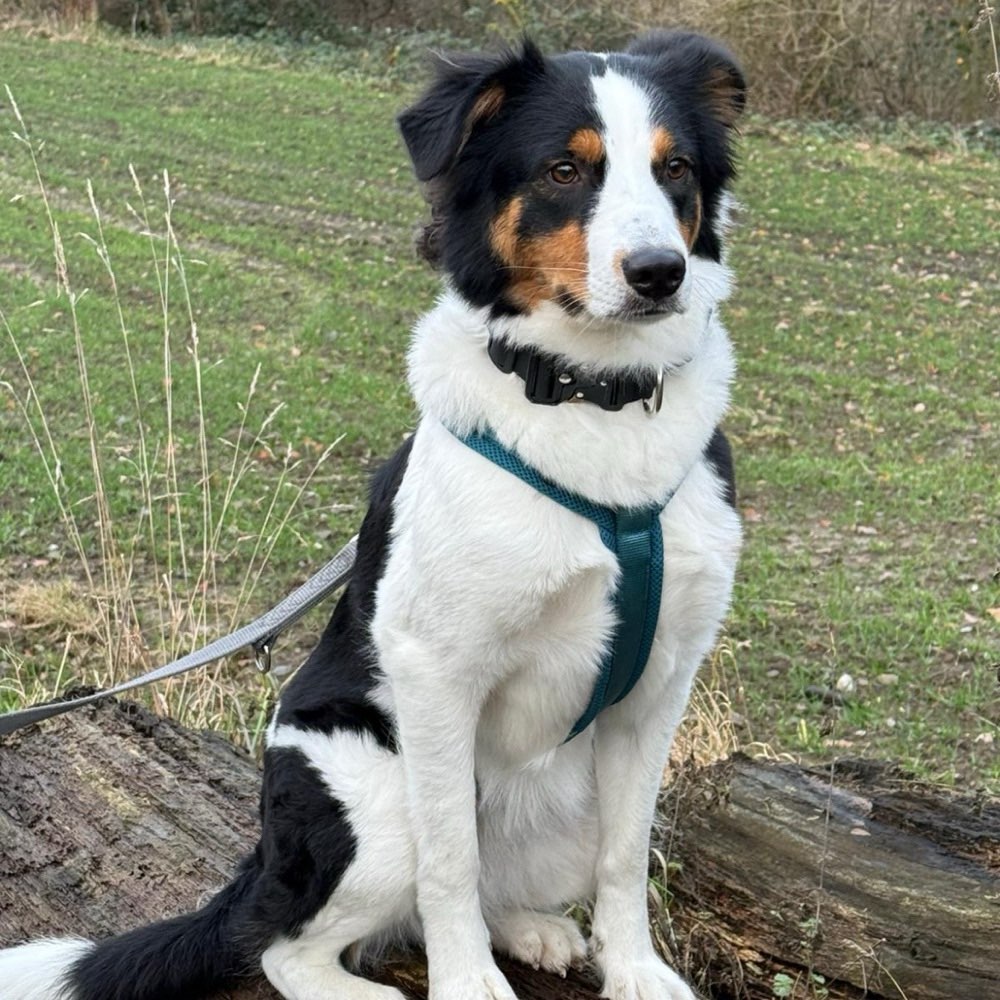 Hundetreffen-Zusammen gassi gehen und ein bisschen quatschen-Profilbild