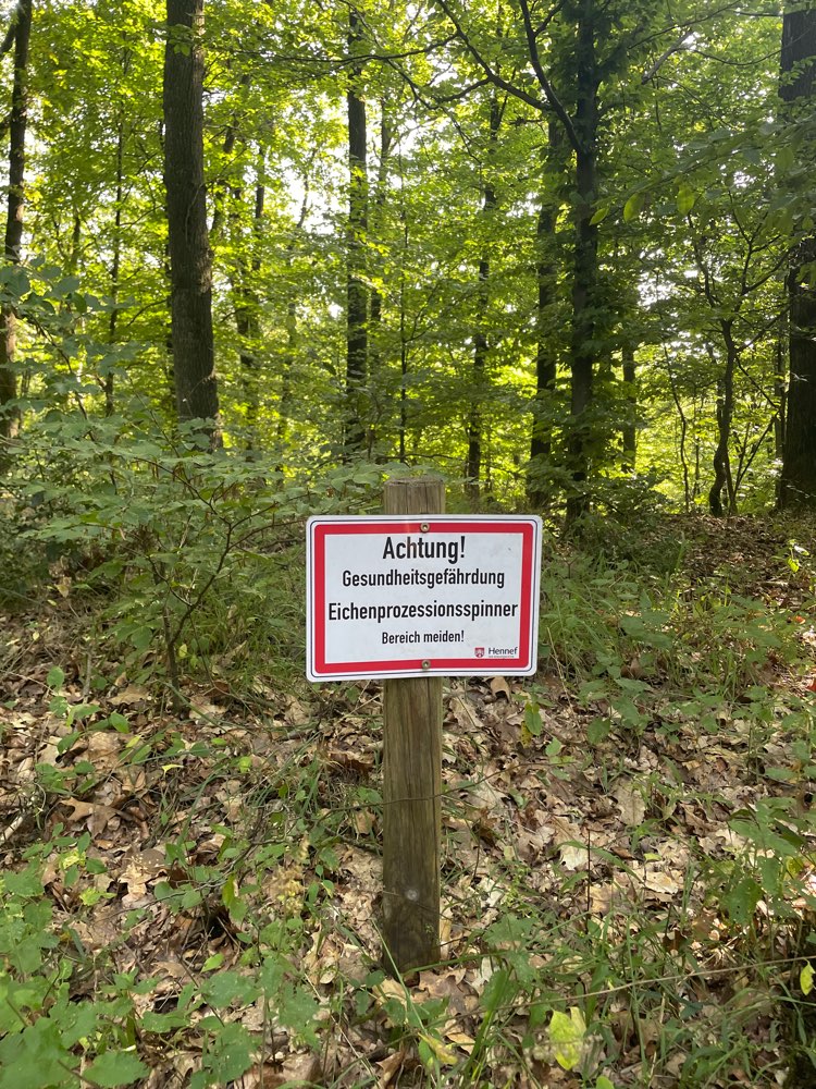 Giftköder-Eichenprozessionsspinner-Profilbild