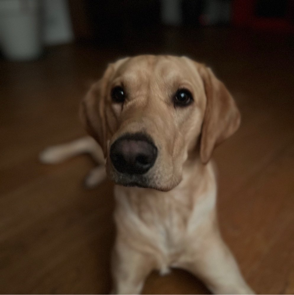 Hundetreffen-Treffen Gassi Spielen mit nettem Labbi-Profilbild