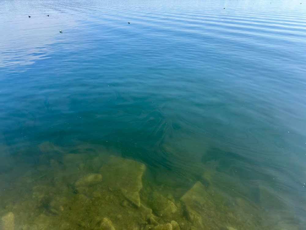 Giftköder-Mögl. Blaualgen-Profilbild