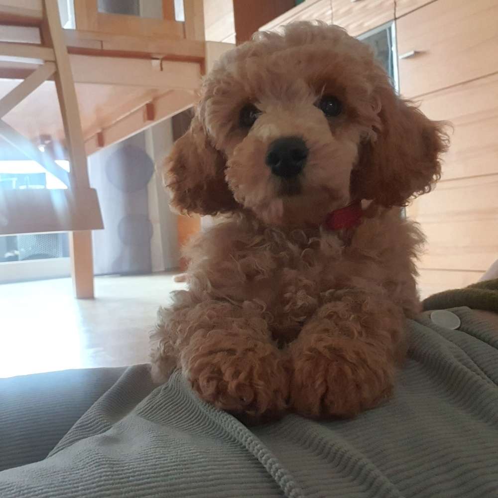 Hundetreffen-Welpen- und Spieltreff-Profilbild