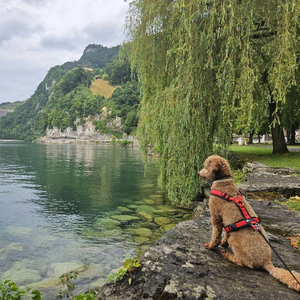 Hundetreffen-Wander- und Spieltreff-Profilbild