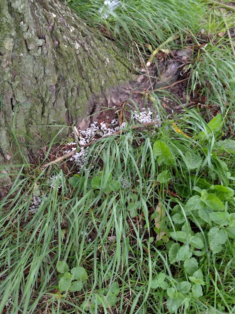 Giftköder-Wieder Reiskörner-Profilbild