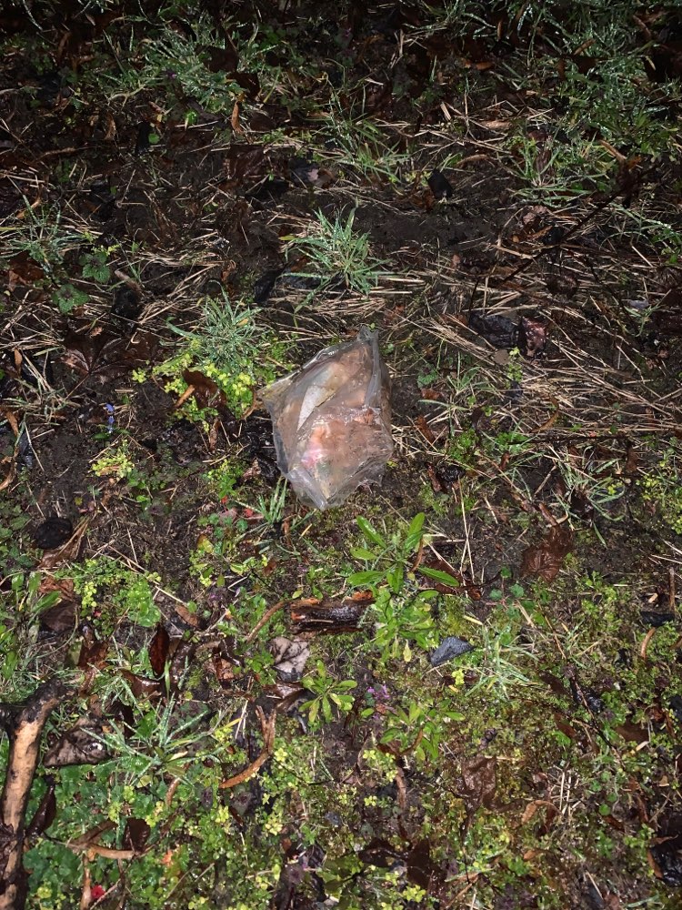 Giftköder-Fleischstücken auf der Wiese-Profilbild